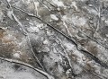 textura de detalle de árbol de plata gris